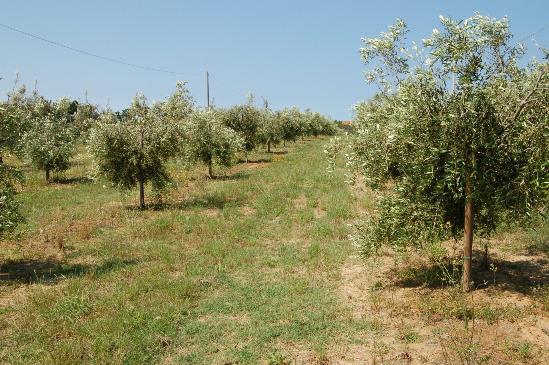 oliveto al terzo anno con subirrigazione